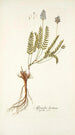 Astragalus leontinus - Nikolaus Joseph Freiherr von Jacquin — vista dell’opera