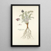 Astragalus uralensis - Nikolaus Joseph Freiherr von Jacquin — quadro incorniciato alla parete