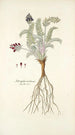 Astragalus uralensis - Nikolaus Joseph Freiherr von Jacquin — vista dell’opera