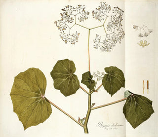 Nikolaus Joseph Freiherr von Jacquin - Begonia dichotoma.webp