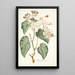 Begonia minor - Nikolaus Joseph Freiherr von Jacquin — quadro incorniciato alla parete