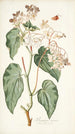Begonia minor - Nikolaus Joseph Freiherr von Jacquin — vista dell’opera