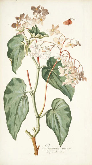 Nikolaus Joseph Freiherr von Jacquin - Begonia minor.webp