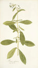 Borago zeylanica - Nikolaus Joseph Freiherr von Jacquin — vista dell’opera