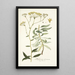 Bupleurum arborescens - Nikolaus Joseph Freiherr von Jacquin — quadro incorniciato alla parete