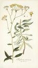 Bupleurum arborescens - Nikolaus Joseph Freiherr von Jacquin — vista dell’opera