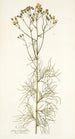 Cacalia peucedanifolia - Nikolaus Joseph Freiherr von Jacquin — vista dell’opera