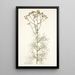 Cacalia peucedanifolia - Nikolaus Joseph Freiherr von Jacquin — quadro incorniciato alla parete