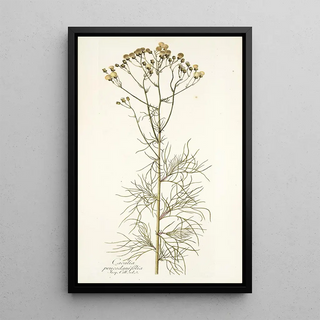 Nikolaus Joseph Freiherr von Jacquin - Cacalia peucedanifolia.webp