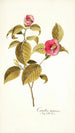 Camellia japonica - Nikolaus Joseph Freiherr von Jacquin — vista dell’opera