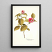 Camellia japonica - Nikolaus Joseph Freiherr von Jacquin — quadro incorniciato alla parete