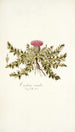 Carduus acaulis - Nikolaus Joseph Freiherr von Jacquin — vista dell’opera