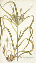 Carex hermaphrodita - Nikolaus Joseph Freiherr von Jacquin — vista dell’opera