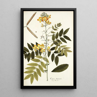 Nikolaus Joseph Freiherr von Jacquin - Cassia chinensis.webp