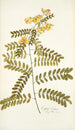 Cassia crista - Nikolaus Joseph Freiherr von Jacquin — vista dell’opera