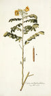 Cassia multiglandulosa - Nikolaus Joseph Freiherr von Jacquin — vista dell’opera