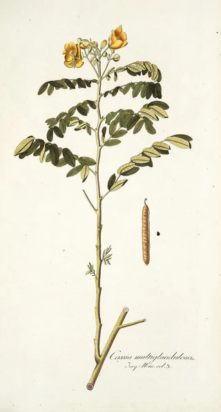 Nikolaus Joseph Freiherr von Jacquin - Cassia multiglandulosa.webp