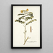 Cassia multiglandulosa - Nikolaus Joseph Freiherr von Jacquin — quadro incorniciato alla parete