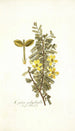 Cassia polyphylla - Nikolaus Joseph Freiherr von Jacquin — vista dell’opera