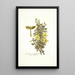 Cassia polyphylla - Nikolaus Joseph Freiherr von Jacquin — quadro incorniciato alla parete