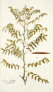 Cassia ruscifolia - Nikolaus Joseph Freiherr von Jacquin — vista dell’opera