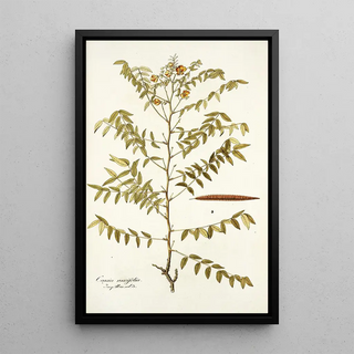 Nikolaus Joseph Freiherr von Jacquin - Cassia ruscifolia.webp