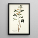 Cassia sennoides - Nikolaus Joseph Freiherr von Jacquin — quadro incorniciato alla parete