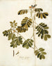 Cassia sensibile - Nikolaus Joseph Freiherr von Jacquin — vista dell’opera