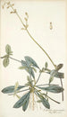 Celosia procumbens - Nikolaus Joseph Freiherr von Jacquin — vista dell’opera