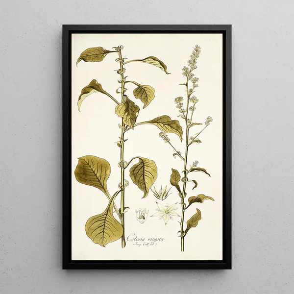 Nikolaus Joseph Freiherr von Jacquin - Celosia virgata.webp