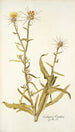Centaurea verutum - Nikolaus Joseph Freiherr von Jacquin | Reproduction — vista dell’opera