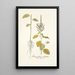Chenopodium caudatum - Nikolaus Joseph Freiherr von Jacquin — quadro incorniciato alla parete