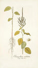 Chenopodium caudatum - Nikolaus Joseph Freiherr von Jacquin — vista dell’opera