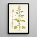 Chenopodium guineense - Nikolaus Joseph Freiherr von Jacquin | Reproduction — quadro incorniciato alla parete