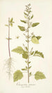 Chenopodium guineense - Nikolaus Joseph Freiherr von Jacquin | Reproduction — vista dell’opera