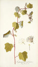 Cissampelos smilacina - Nikolaus Joseph Freiherr von Jacquin — vista dell’opera