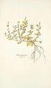 Cistus canariensis - Nikolaus Joseph Freiherr von Jacquin — vista dell’opera
