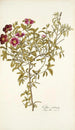 Cistus cretensis - Nikolaus Joseph Freiherr von Jacquin — vista dell’opera
