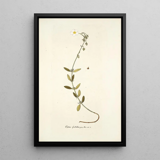 Nikolaus Joseph Freiherr von Jacquin - Cistus foetidus.webp