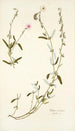 Cistus mutabilis - Nikolaus Joseph Freiherr von Jacquin — vista dell’opera