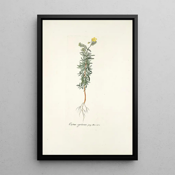 Nikolaus Joseph Freiherr von Jacquin - Cistus syriacus.webp