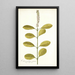 Citharexylum erectum - Nikolaus Joseph Freiherr von Jacquin — quadro incorniciato alla parete