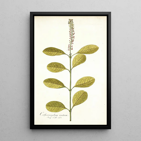 Nikolaus Joseph Freiherr von Jacquin - Citharexylum erectum.webp
