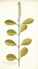 Citharexylum erectum - Nikolaus Joseph Freiherr von Jacquin — vista dell’opera