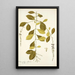 Citharexylum villosum - Nikolaus Joseph Freiherr von Jacquin | Reproduction — quadro incorniciato alla parete