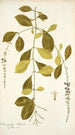 Citharexylum villosum - Nikolaus Joseph Freiherr von Jacquin | Reproduction — vista dell’opera