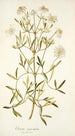 Clematis angustifolia - Nikolaus Joseph Freiherr von Jacquin — vista dell’opera