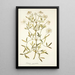 Clematis angustifolia - Nikolaus Joseph Freiherr von Jacquin — quadro incorniciato alla parete