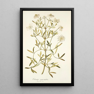 Nikolaus Joseph Freiherr von Jacquin - Clematis angustifolia.webp