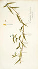 Commelina longicaulis - Nikolaus Joseph Freiherr von Jacquin | Reproduction — vista dell’opera